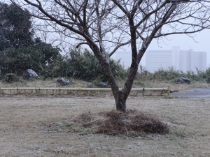 初雪　裏庭.JPGのサムネール画像
