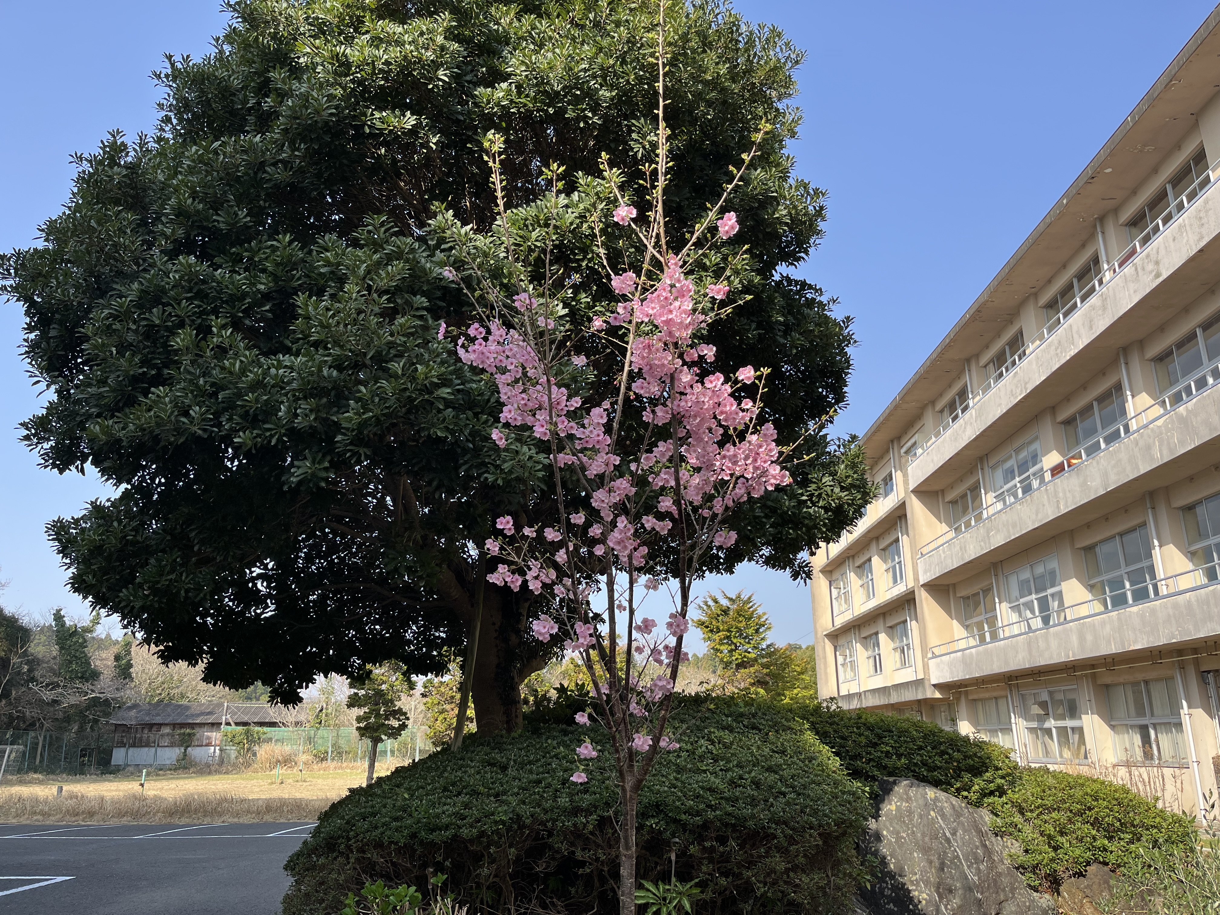 🌸春の息吹🌸